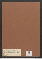 Gephyria constricta Grev. (de-Toni-Nr.: Genus 102, Species 3111) Zeichnungen Sammlung Grunow Mappe 03337 (Herbarium_W_Grunow_drawings_Folder_03337)